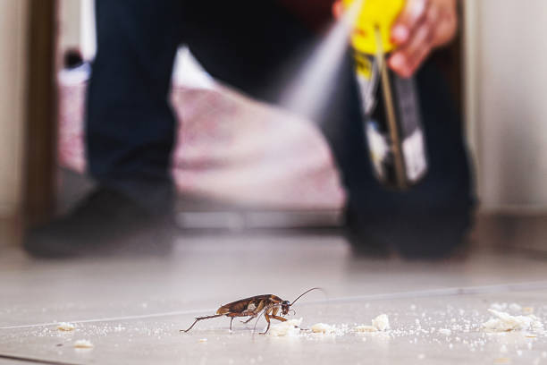 Best Wasp Removal Services  in Greenville, PA